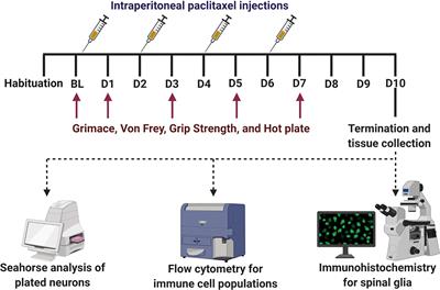 Neuroimmune Consequences of eIF4E Phosphorylation on Chemotherapy-Induced Peripheral Neuropathy